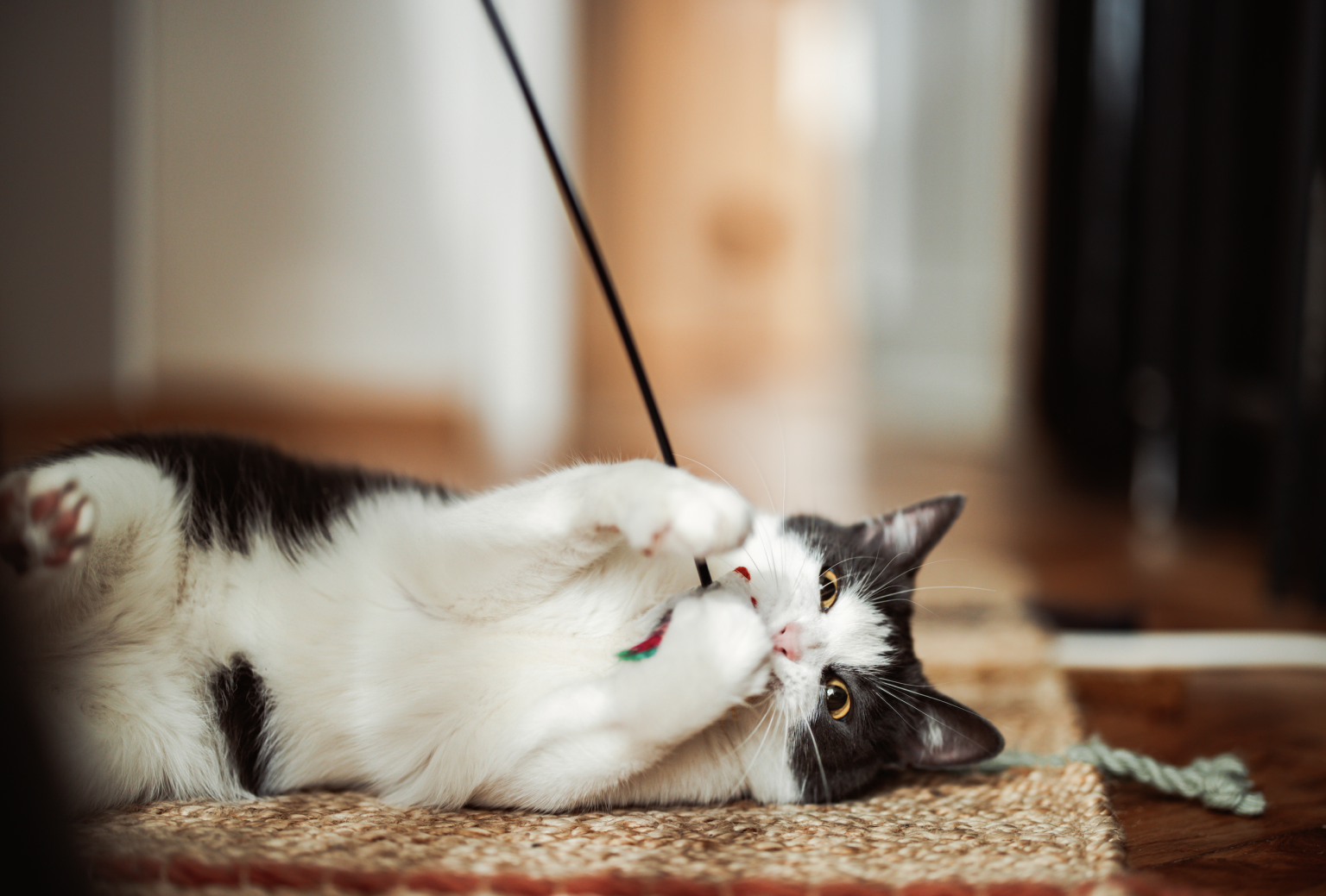 a cay lays on the carpet playing with a toy