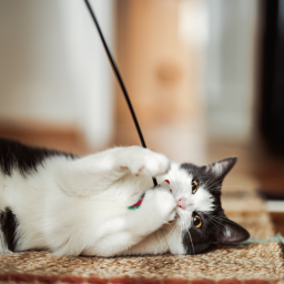 a cat lays on the carpet playing with a toy