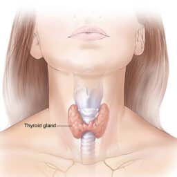 Anatomy of the Thyroid Gland
